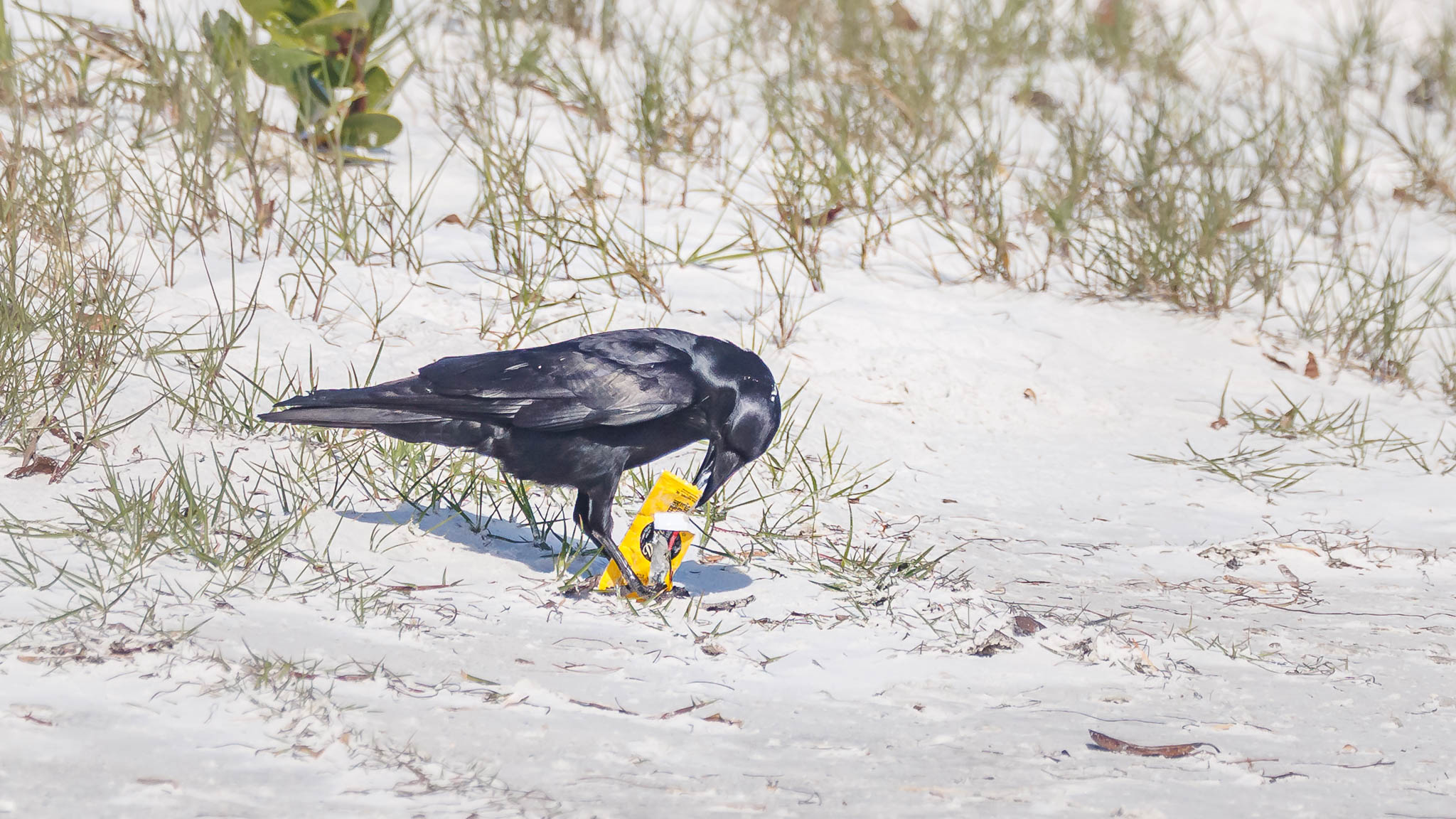 Boat-tailed Grackle - A Mayo Snack
